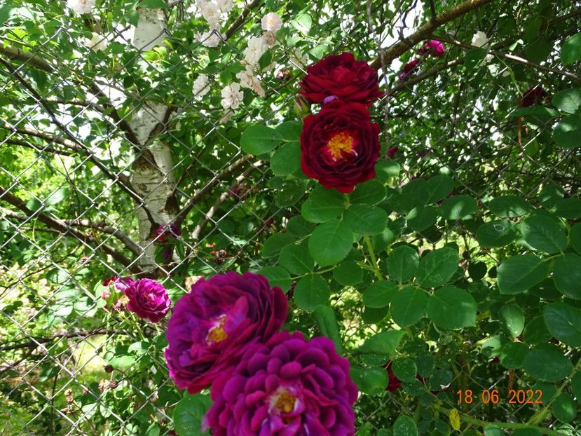  - Trandafiri 2022 3