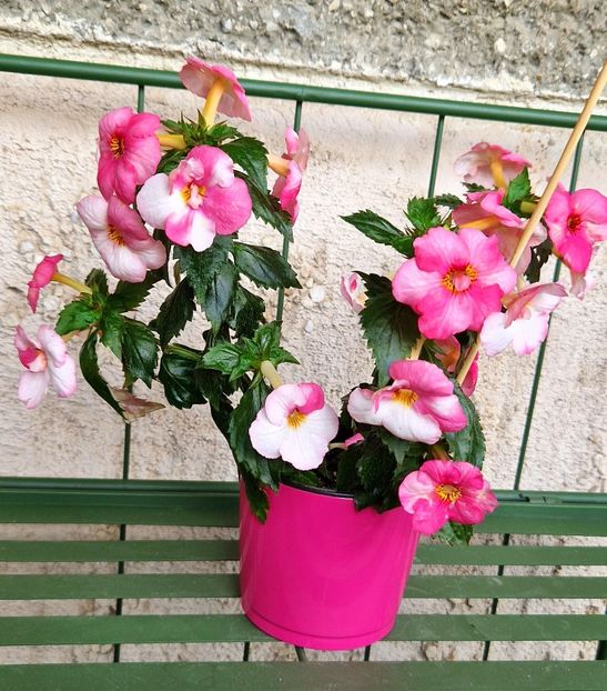  - Christmas Lollypop