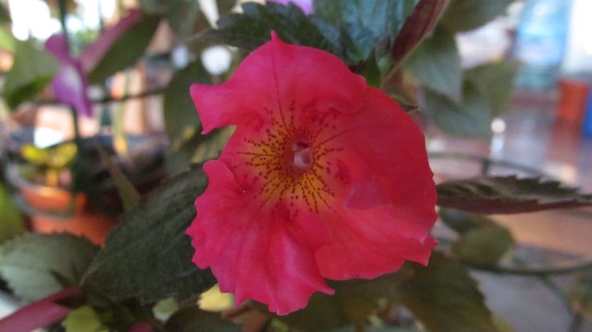 Crispy Red - ACHIMENES 2022