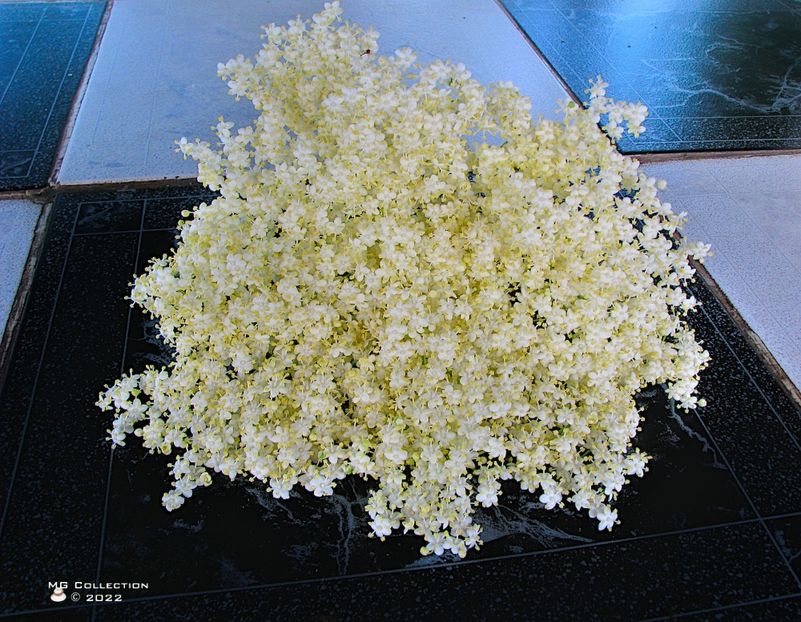 w-Flori de soc-Elderflower - FLORI - FLOWERS