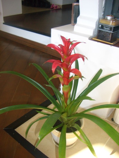 bromelia - hibiscus