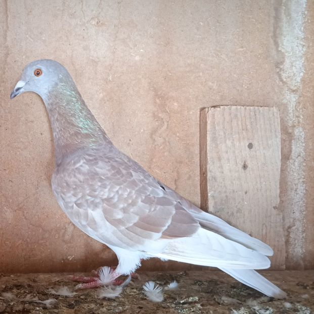 Mascul 22-870....-15 lei - Porumbei vanduti