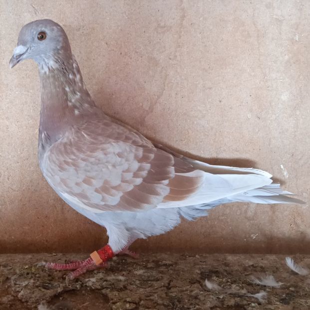 Femela 22-649....-15 lei - Porumbei vanduti