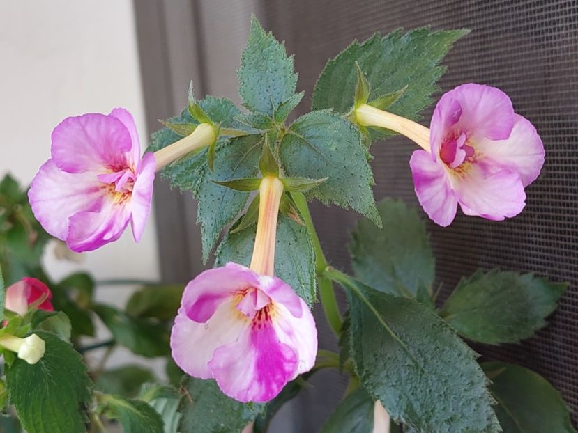 Messange Blanche - AAA RIZOMI ACHIMENES DISPONIBILI -2023