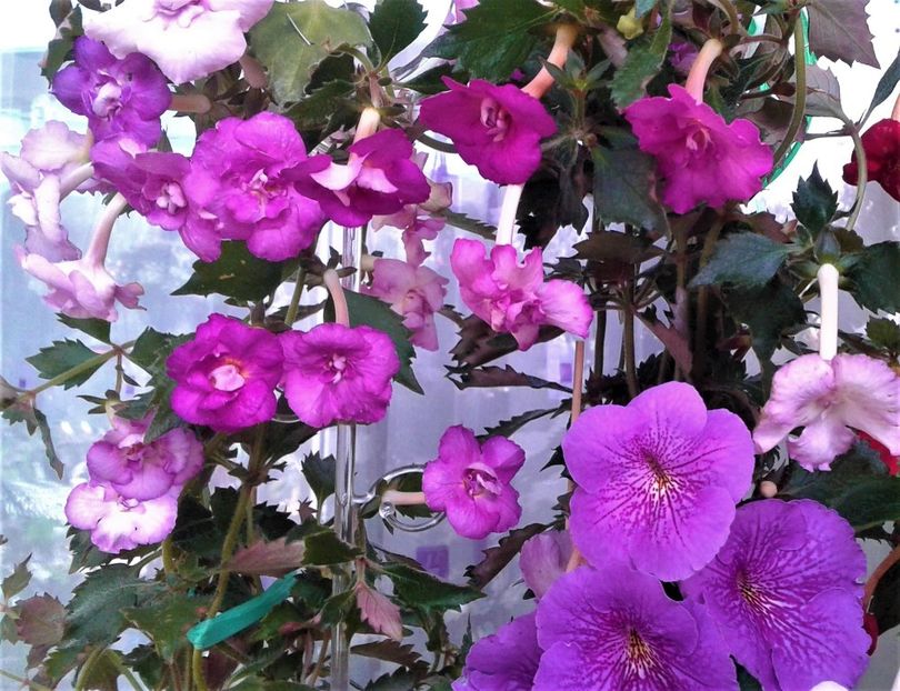  - Frumosi mei achi astazi