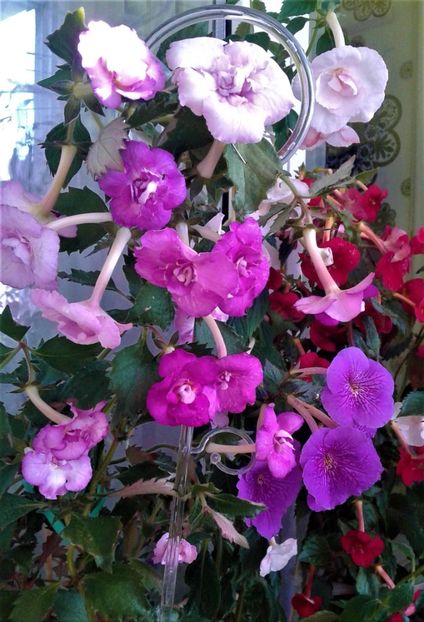  - Frumosi mei achi astazi