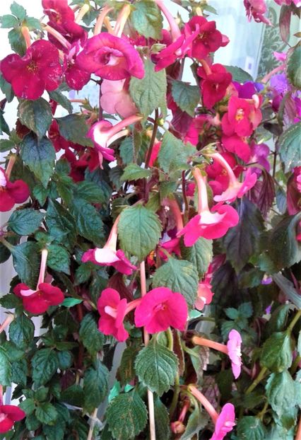  - Rizomii de achimenes 2023 2024