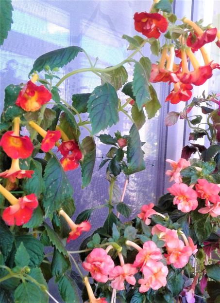  - Rizomii de achimenes 2023 2024