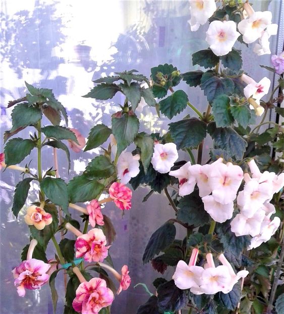  - Rizomii de achimenes 2023 2024