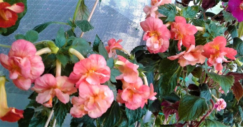  - Rizomii de achimenes 2023 2024