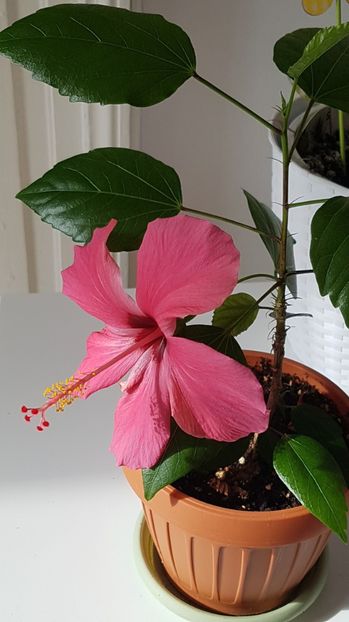  - Alte plante de interior