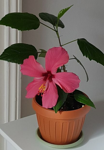  - Alte plante de interior