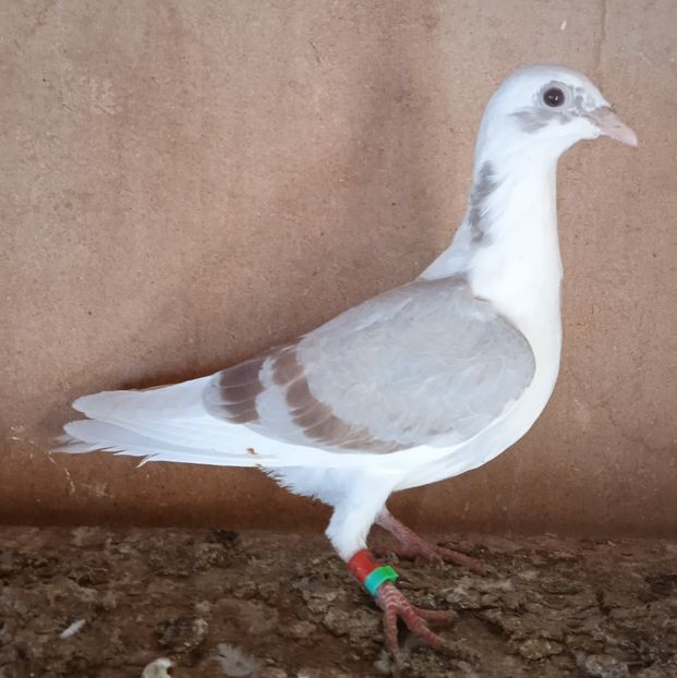 Femela 22-548 SPA....-20 lei - Porumbei vanduti