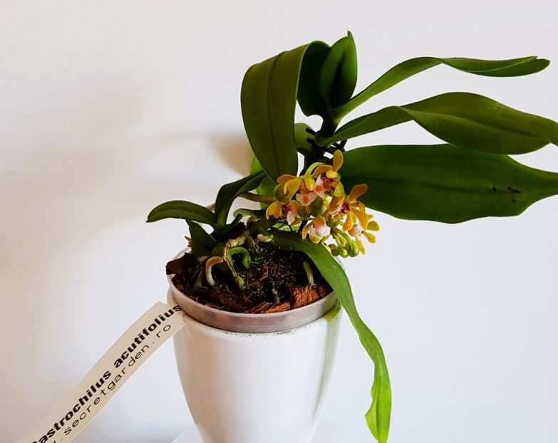  - Gastrochilus