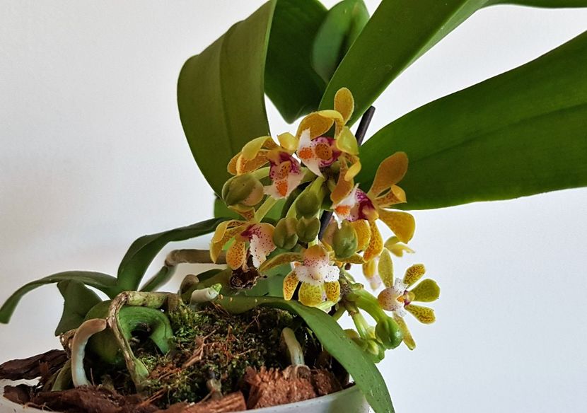  - Gastrochilus