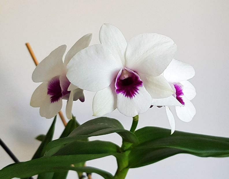  - Dendrobium phalaenopsis