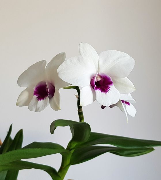  - Dendrobium phalaenopsis