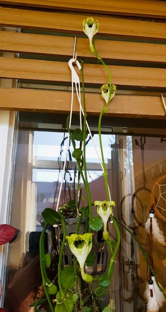  - x Alte plante cu flori