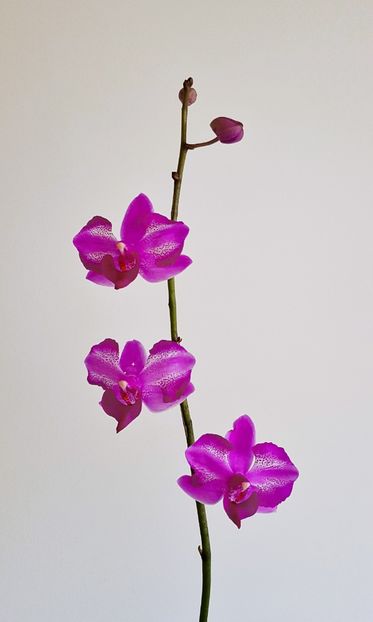 Purple Gem 'Miki Leopard' - Phalaenopsis 2