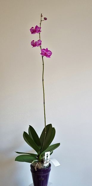 - Phalaenopsis 2
