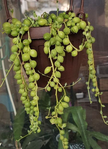  - x Plante fara flori