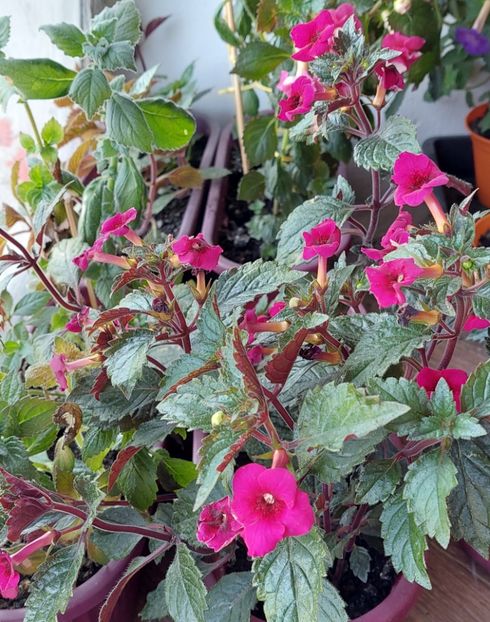  - Weinrot Elfe