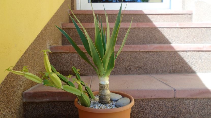 Dracaena draco & Cissus quadrangularis - Suculente-Agave-Yucca si Dracaena 2022-2023