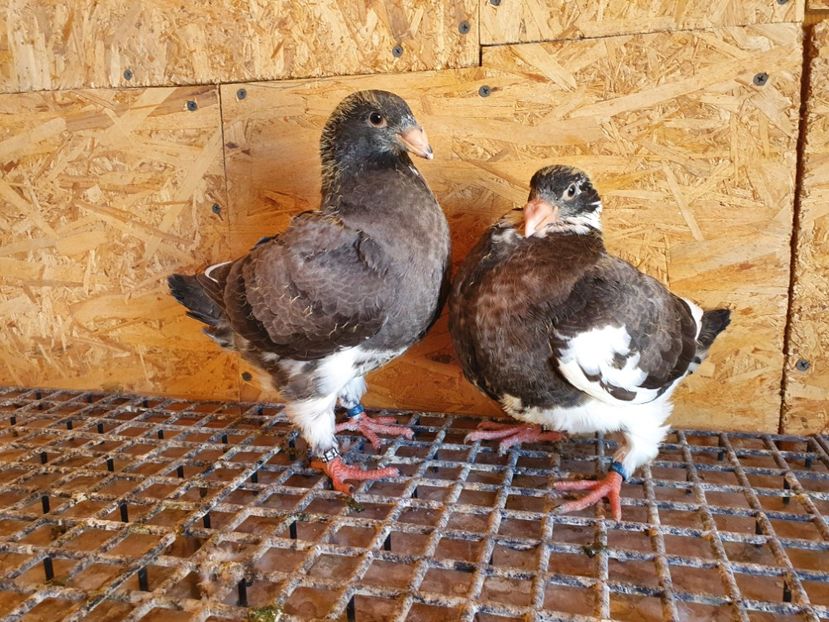 Frați de cuib - Pui 2022