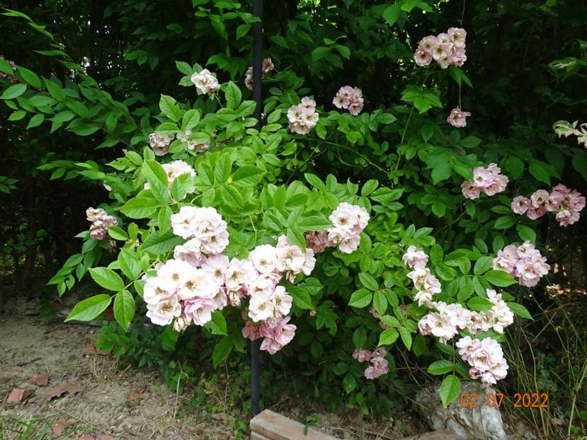  - Trandafiri 2022 3