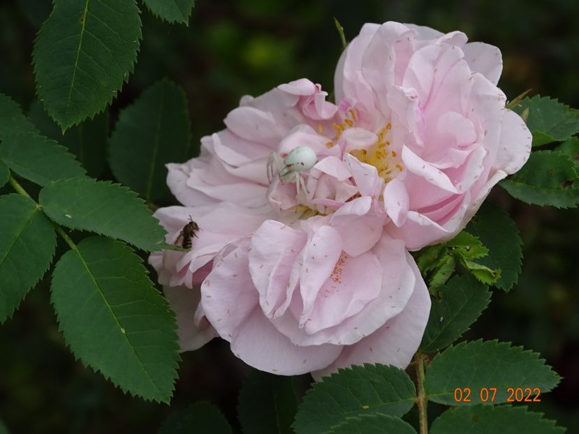  - Trandafiri 2022 3
