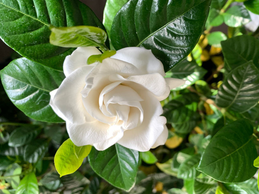  - Plante de interior 2022