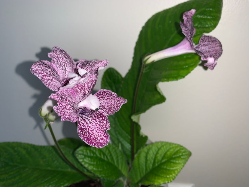  - Plante de interior 2022