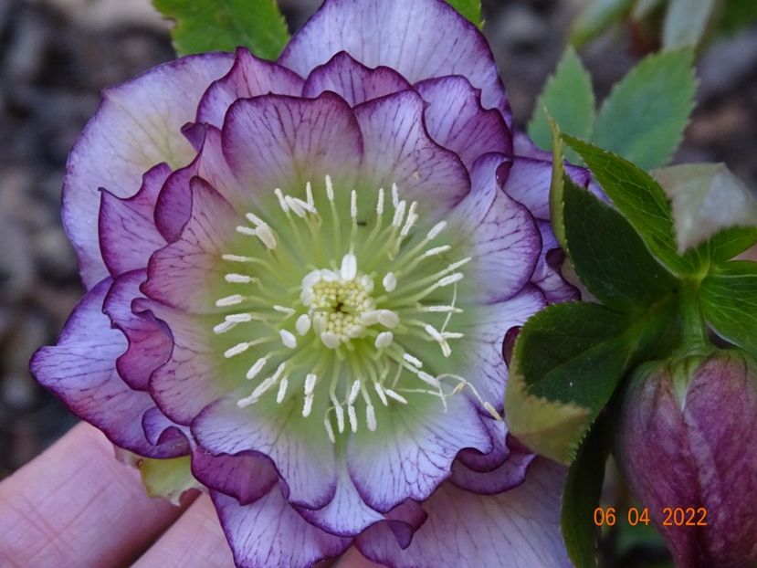  - Helleborus 2022