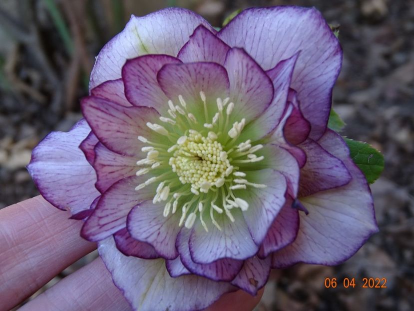  - Helleborus 2022