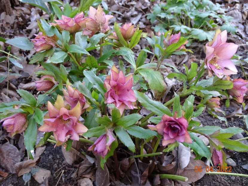  - Helleborus 2022
