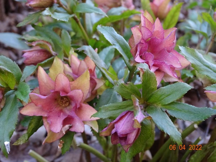  - Helleborus 2022