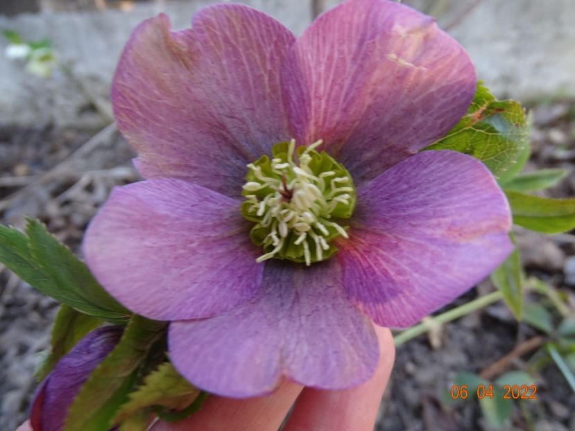  - Helleborus 2022