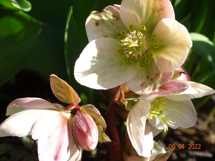  - Helleborus 2022