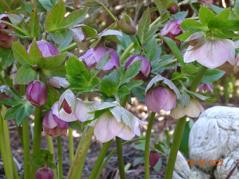  - Helleborus 2022