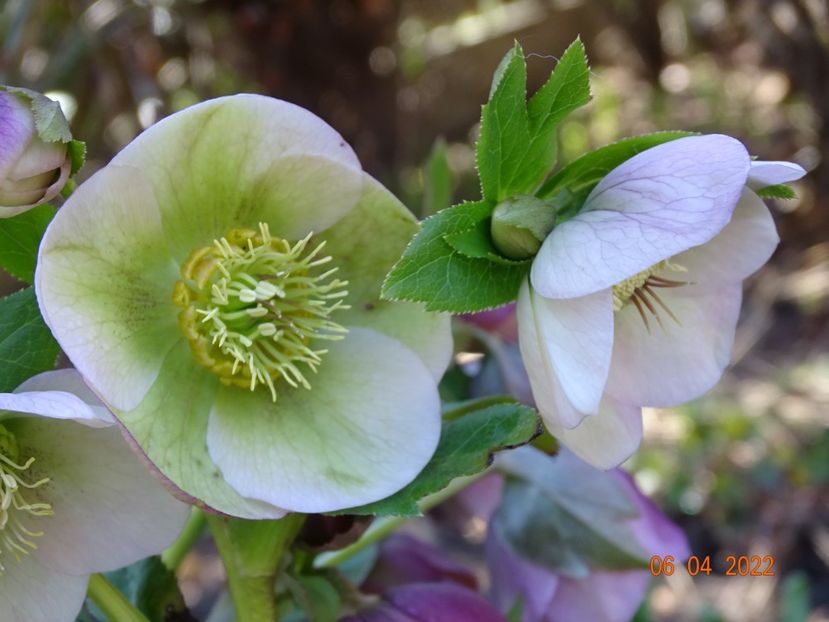  - Helleborus 2022