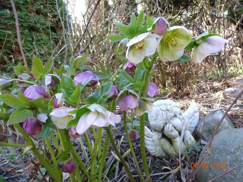  - Helleborus 2022