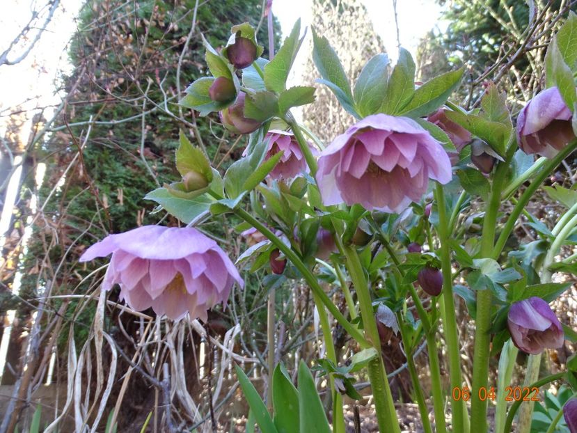  - Helleborus 2022