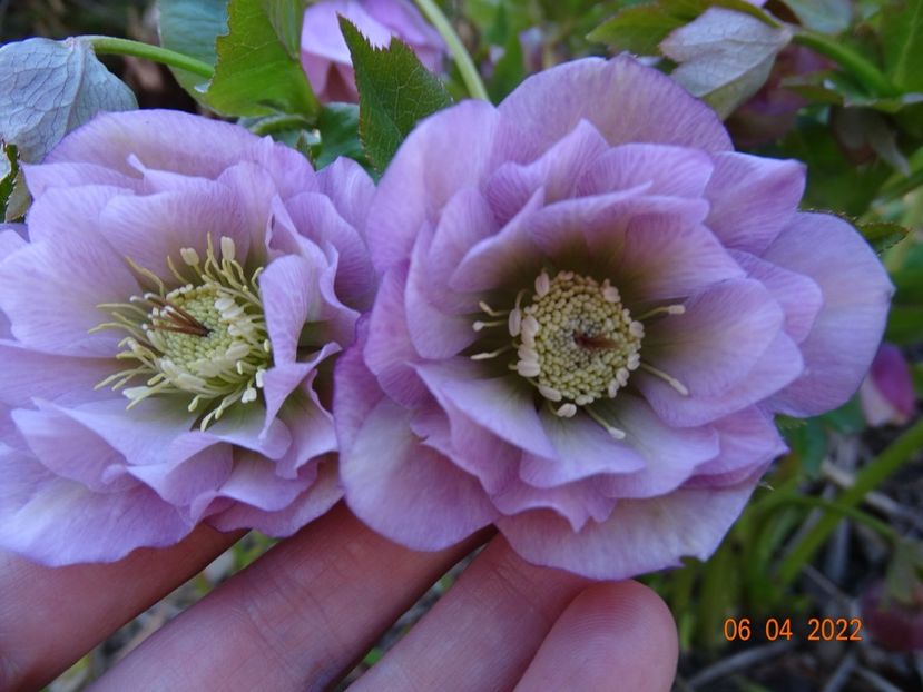  - Helleborus 2022