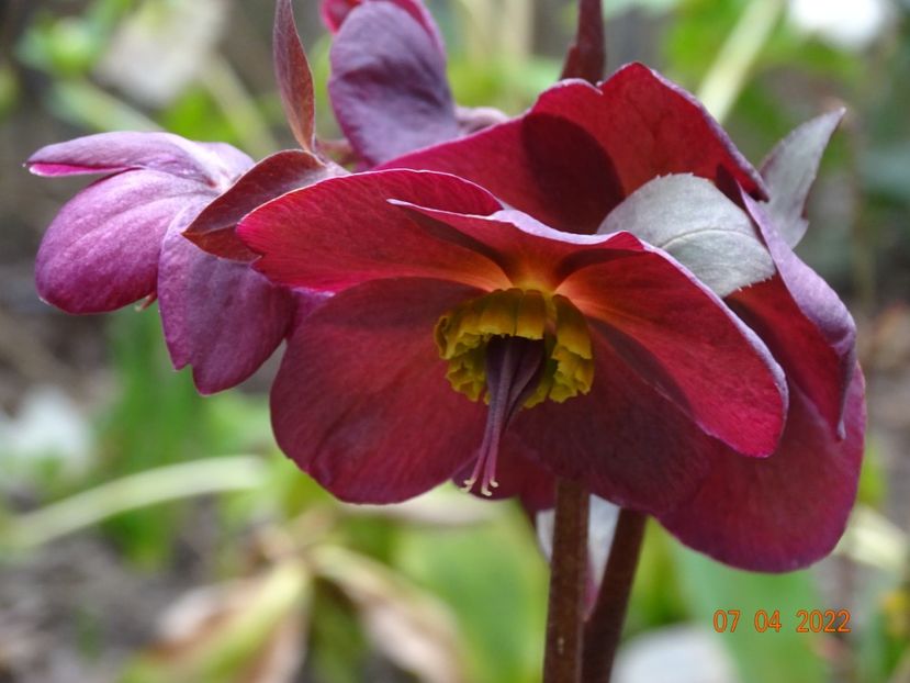  - Helleborus 2022