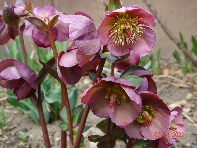  - Helleborus 2022