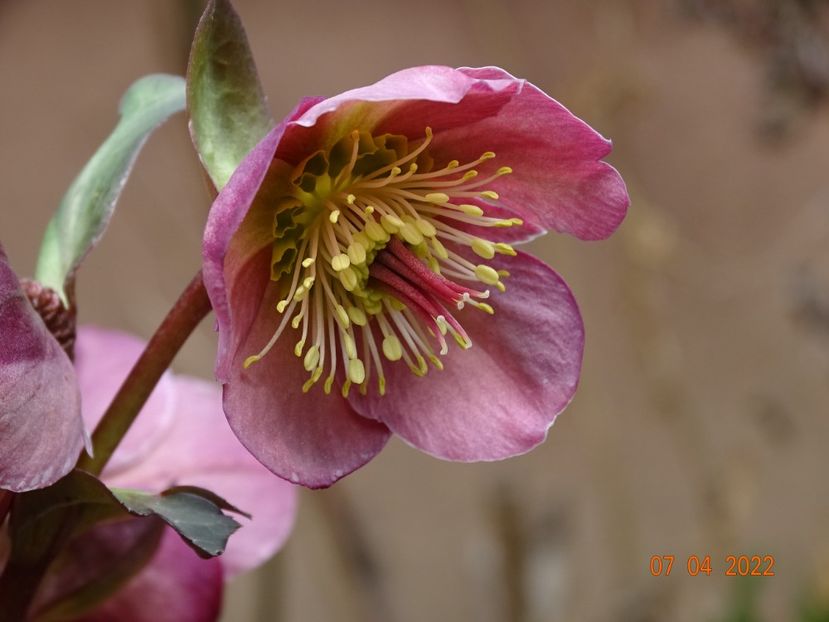  - Helleborus 2022
