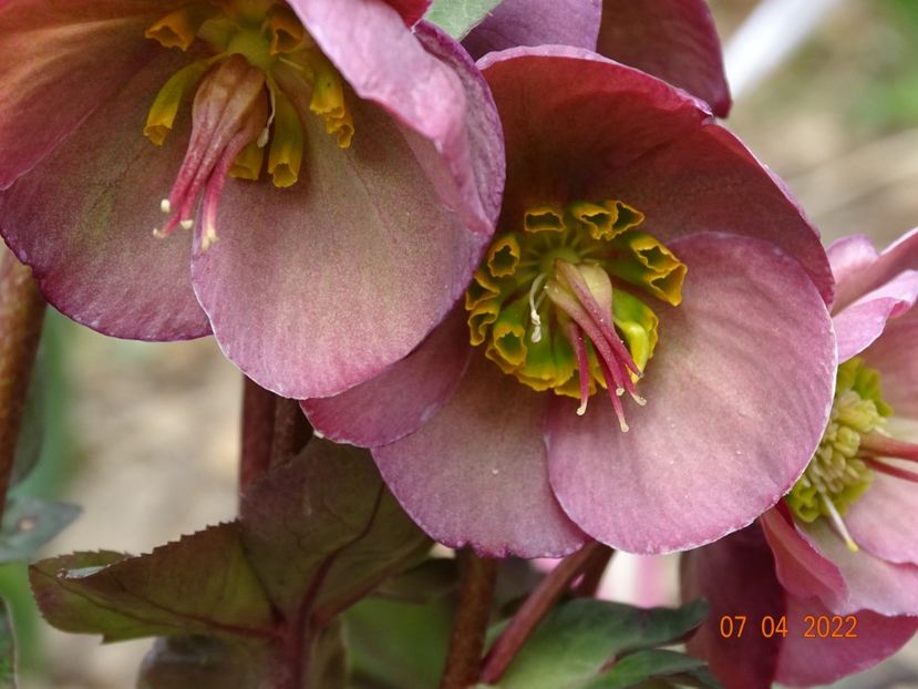  - Helleborus 2022
