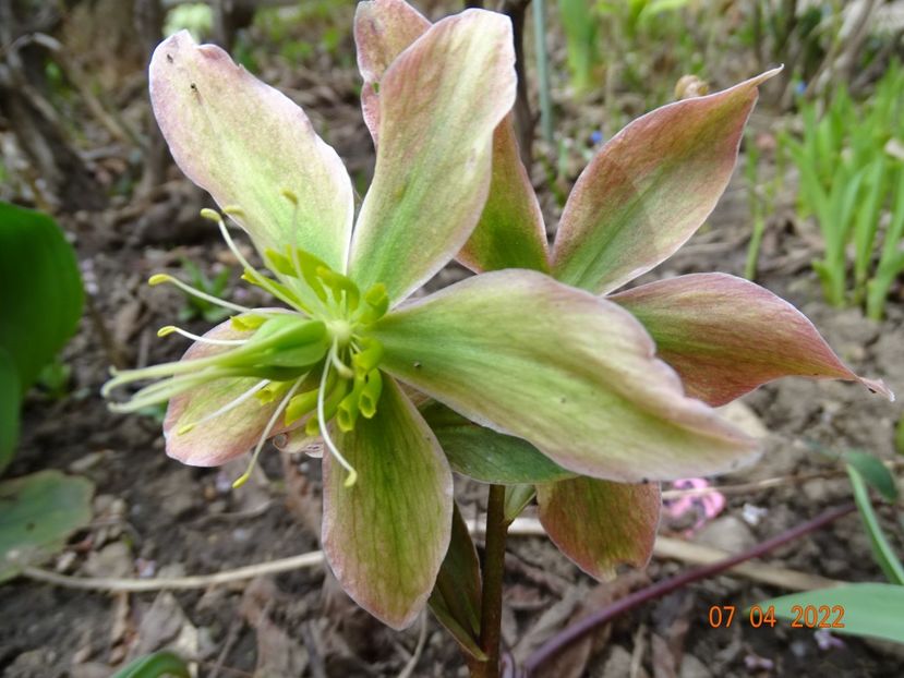 - Helleborus 2022