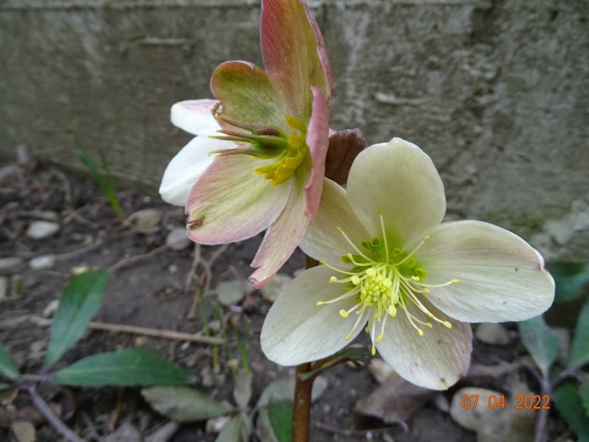  - Helleborus 2022