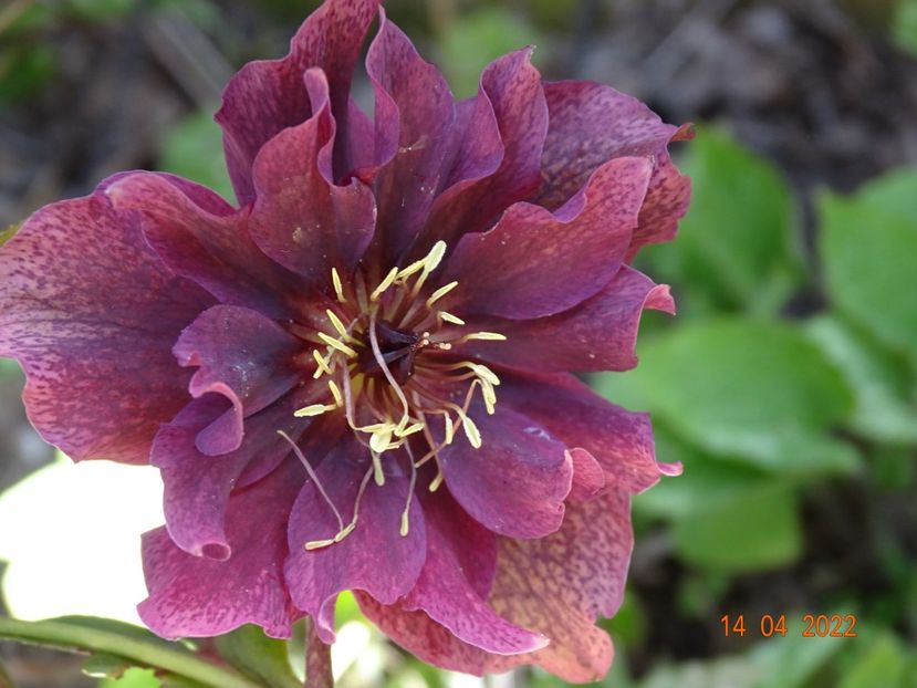  - Helleborus 2022
